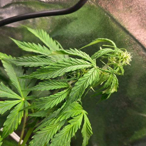 Delilah  growlog timeline photo