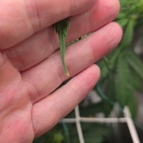Delilah  growlog timeline photo