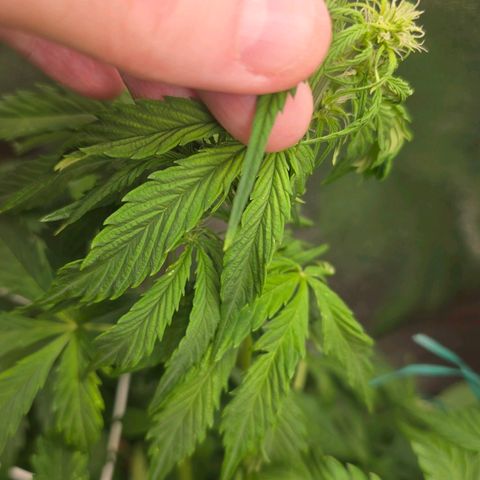 Delilah  growlog timeline photo