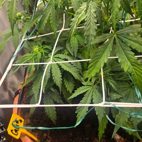 Delilah  growlog timeline photo