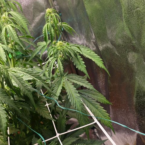 Delilah  growlog timeline photo
