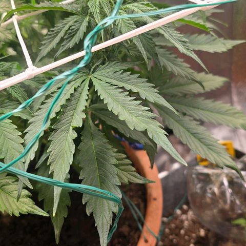 Delilah  growlog timeline photo