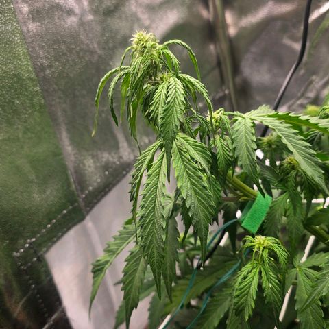 Delilah  growlog timeline photo