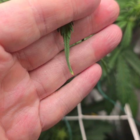 Delilah  growlog timeline photo