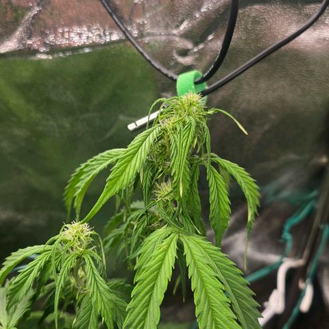 Delilah  growlog timeline photo
