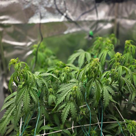 Delilah  growlog timeline photo