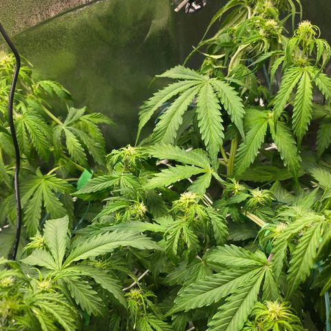 Delilah  growlog timeline photo