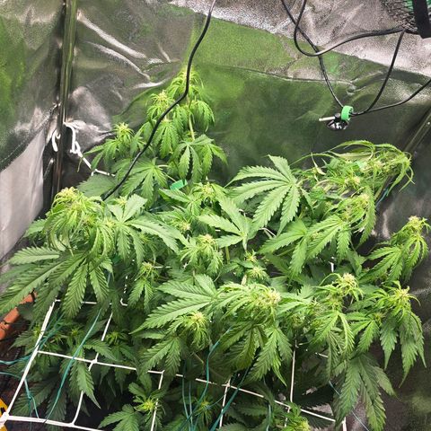 Delilah  growlog timeline photo