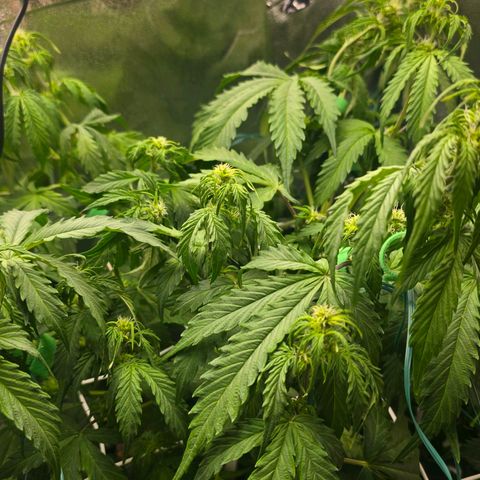 Delilah  growlog timeline photo