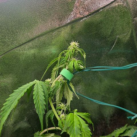 Delilah  growlog photo: Gjorde en del träning idag så nu är budsen i mitten ikapp om nån dag med alla andra och den är väldigt jämn på toppen