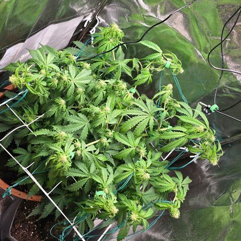 Delilah  growlog photo: Gjorde en del träning idag så nu är budsen i mitten ikapp om nån dag med alla andra och den är väldigt jämn på toppen
