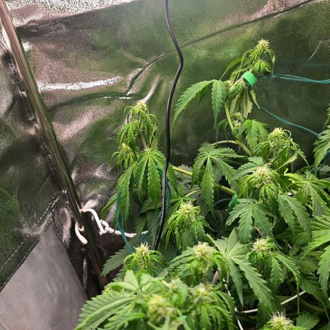 Delilah  growlog photo: Gjorde en del träning idag så nu är budsen i mitten ikapp om nån dag med alla andra och den är väldigt jämn på toppen