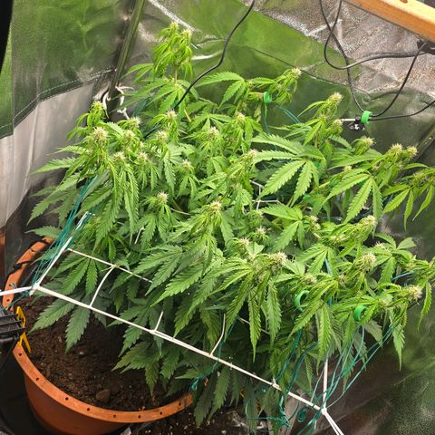 Delilah  growlog timeline photo