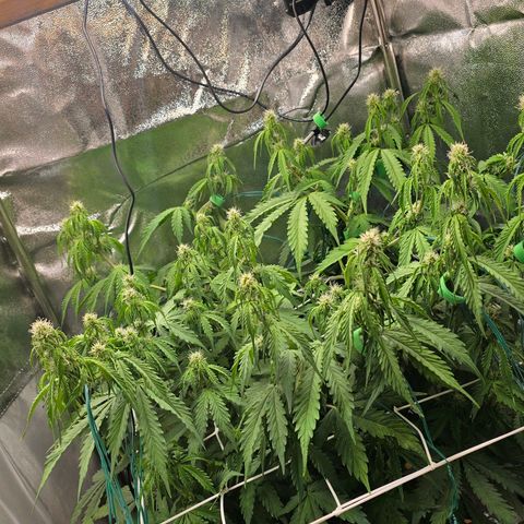 Delilah  growlog timeline photo
