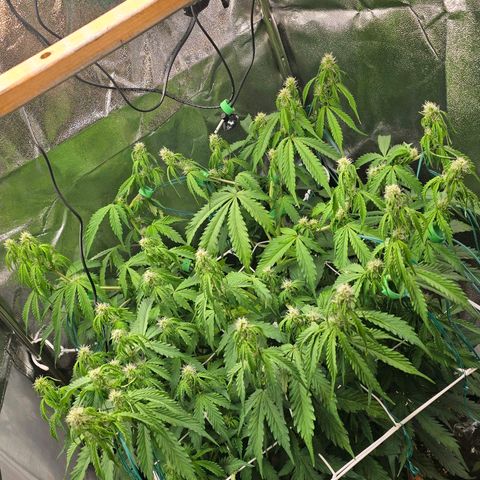 Delilah  growlog timeline photo