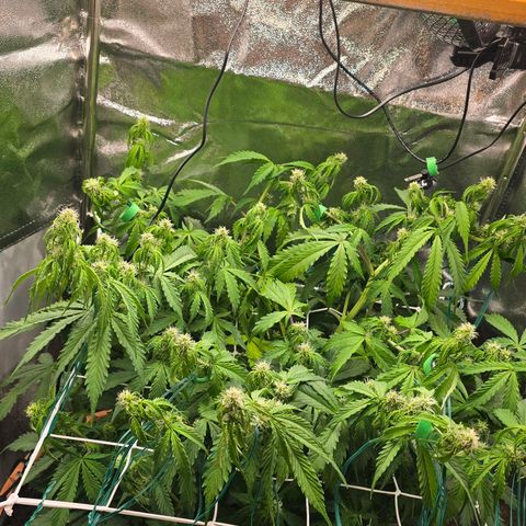 Delilah  growlog timeline photo