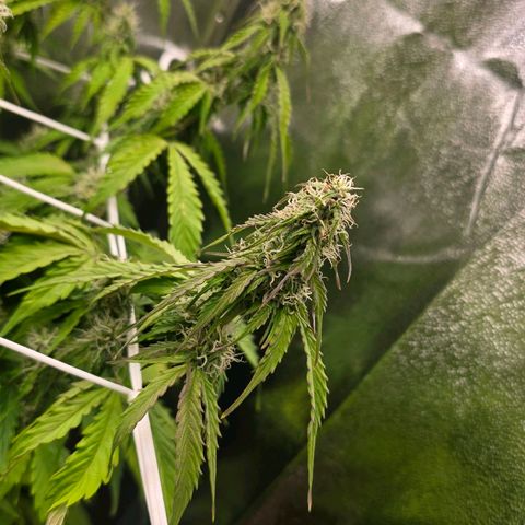 Delilah  growlog photo: Ser att budsen börjar tjocka på sig lite nu 