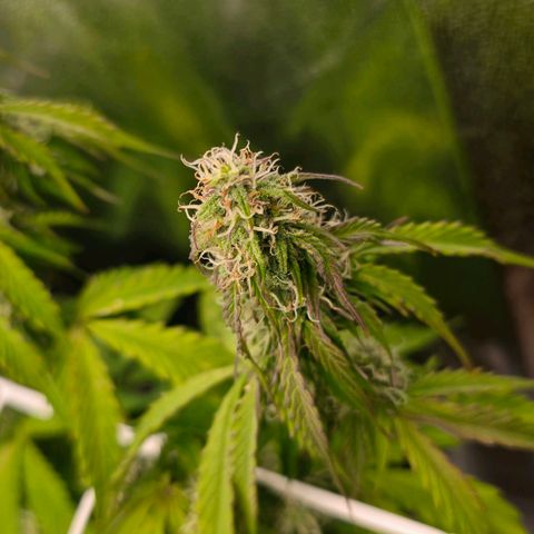Delilah  growlog photo: Ser att budsen börjar tjocka på sig lite nu 