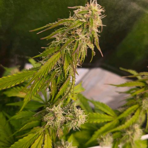 Delilah  growlog photo: Ser att budsen börjar tjocka på sig lite nu 