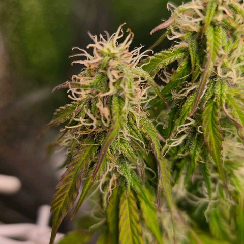 Delilah  growlog photo: Ser att budsen börjar tjocka på sig lite nu 