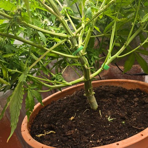 Delilah  growlog photo: Ser att budsen börjar tjocka på sig lite nu 