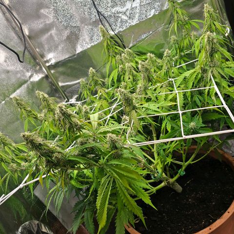 Delilah  growlog photo: Ser att budsen börjar tjocka på sig lite nu 