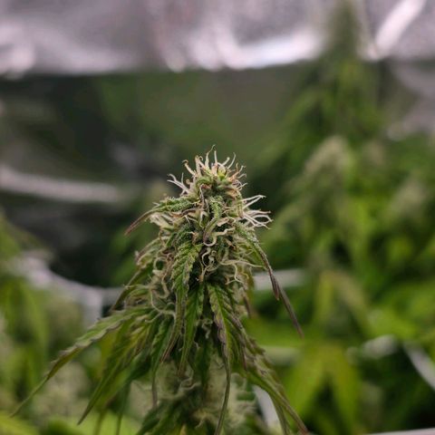 Delilah  growlog photo: Ser att budsen börjar tjocka på sig lite nu 