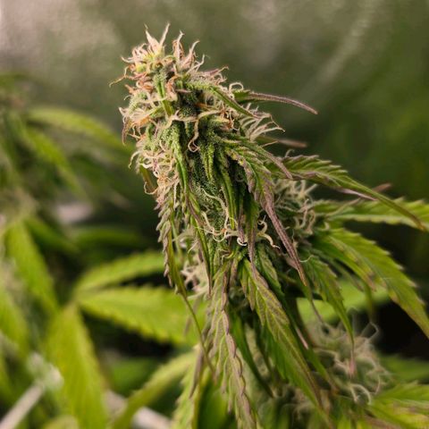 Delilah  growlog photo: Ser att budsen börjar tjocka på sig lite nu 