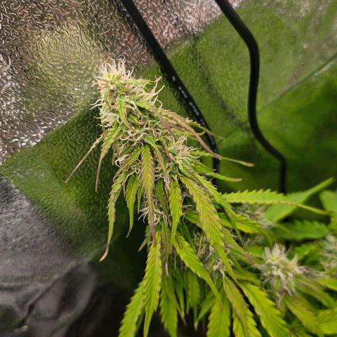 Delilah  growlog photo: Ser att budsen börjar tjocka på sig lite nu 