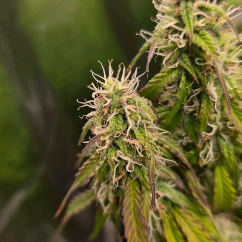 Delilah  growlog photo: Märker att den gröna färgen börjar försvinna ganska mycket i bladen och tycker mig att sugar leafsen blir allt mer lila och även budsen litegrann 