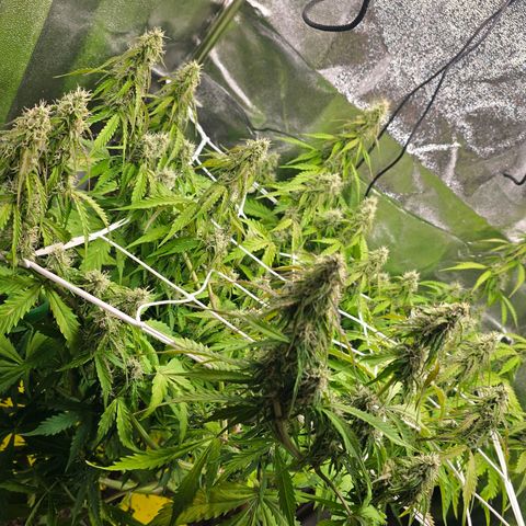 Delilah  growlog photo: Märker att den gröna färgen börjar försvinna ganska mycket i bladen och tycker mig att sugar leafsen blir allt mer lila och även budsen litegrann 