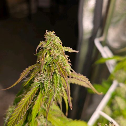 Delilah  growlog photo: Märker att den gröna färgen börjar försvinna ganska mycket i bladen och tycker mig att sugar leafsen blir allt mer lila och även budsen litegrann 