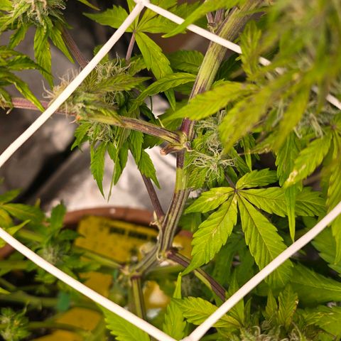 Delilah  growlog timeline photo