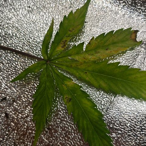 Delilah  growlog timeline photo