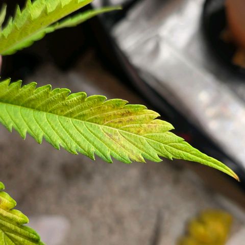 Delilah  growlog timeline photo