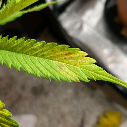 Delilah  growlog timeline photo