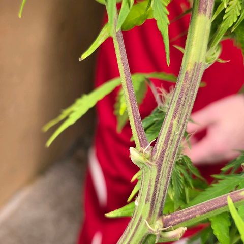Delilah  growlog timeline photo