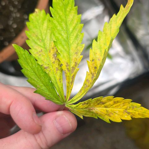 Delilah  growlog timeline photo