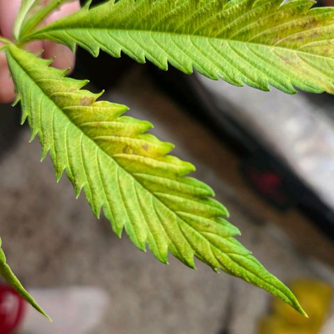 Delilah  growlog timeline photo