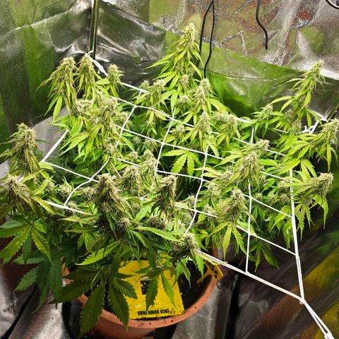 Delilah  growlog timeline photo