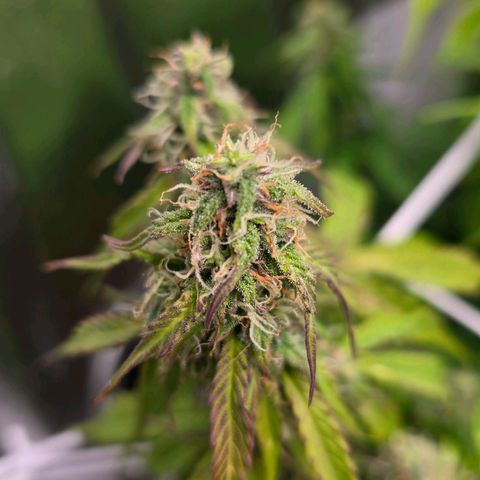 Delilah  growlog timeline photo