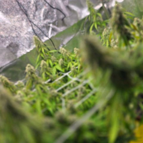 Delilah  growlog timeline photo