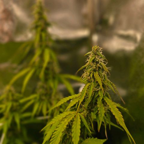 Delilah  growlog timeline photo