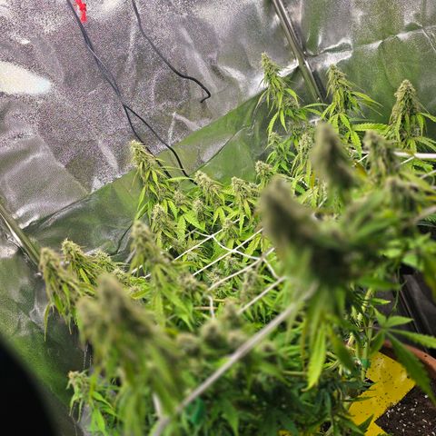 Delilah  growlog timeline photo