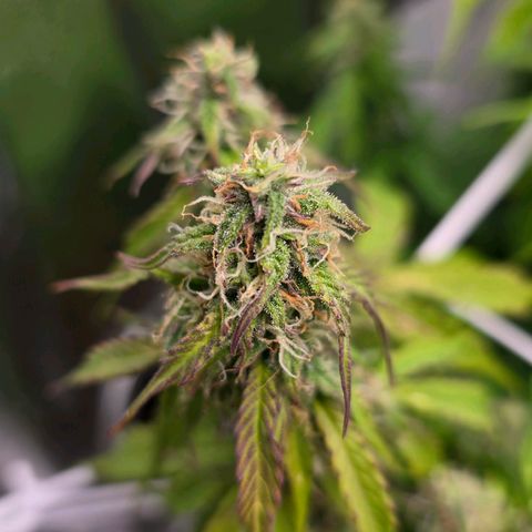 Delilah  growlog timeline photo