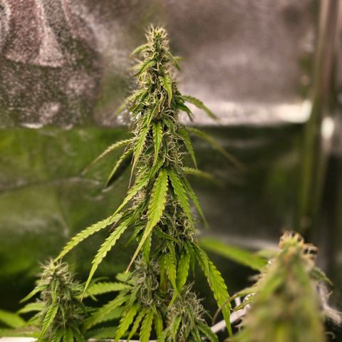 Delilah  growlog timeline photo