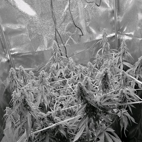 Delilah  growlog timeline photo