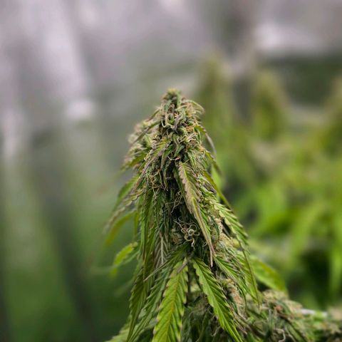 Delilah  growlog timeline photo
