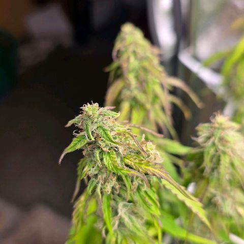 Delilah  growlog timeline photo