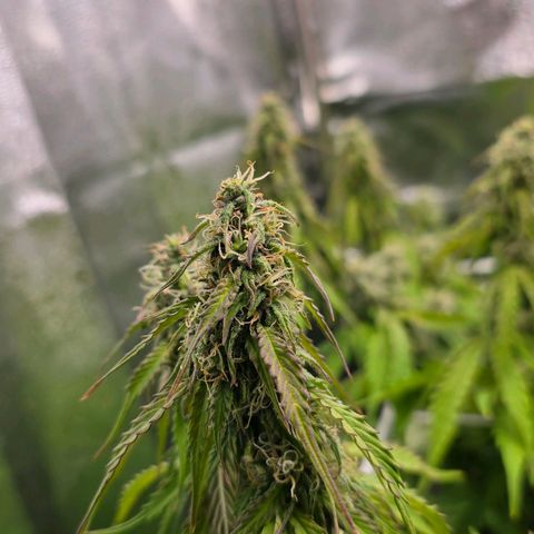 Delilah  growlog timeline photo